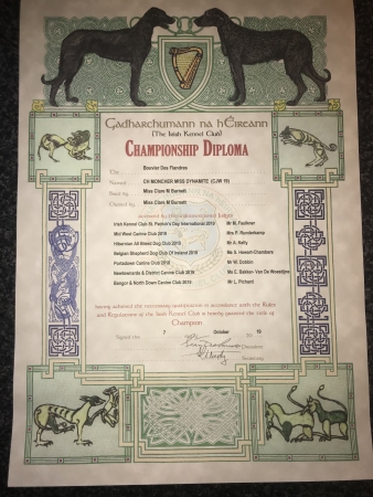 Miss Dynamite's Champion Certificate